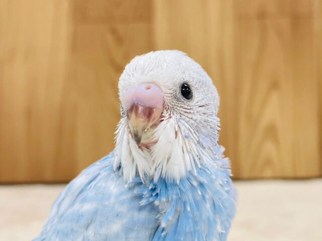 涼しげカラー♡セキセイインコ（スパングル）ヒナ