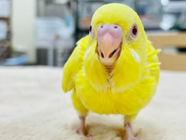 セキセイインコ