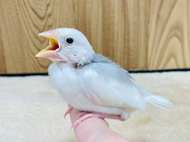 白文鳥