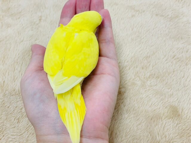 セキセイインコ