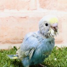 濃いめ青のレインボーがやってきました！！　セキセイインコ