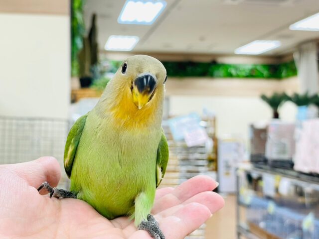 コザクラインコ（小桜インコ）