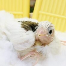 姉妹のように仲良くなれちゃうかな？？　十姉妹