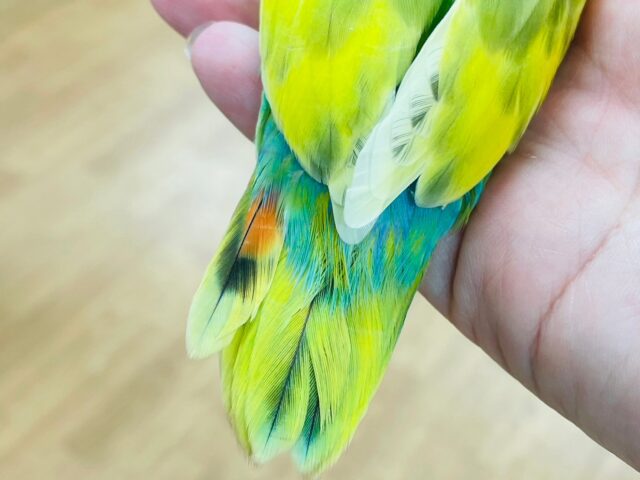 コザクラインコ（小桜インコ）