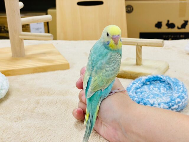 セキセイインコ