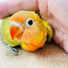 【最新画像更新🪄】ぱっと輝くイエロー🌟ヤマブキイエローボタンインコ　ヒナ