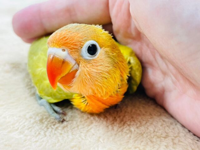 【最新画像更新🪄】ぱっと輝くイエロー🌟ヤマブキイエローボタンインコ　ヒナ