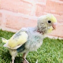 不思議な色合いがやってきました～　セキセイインコ