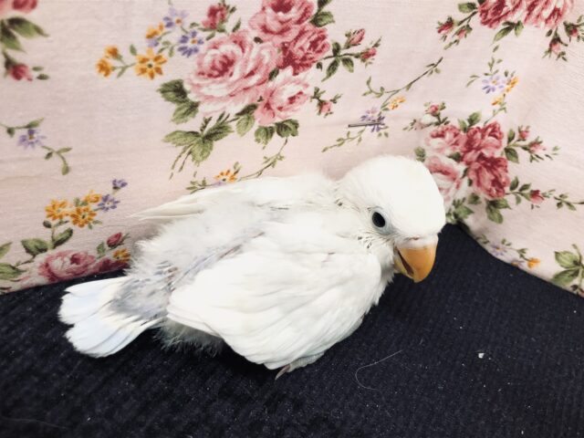 シロボタンインコ