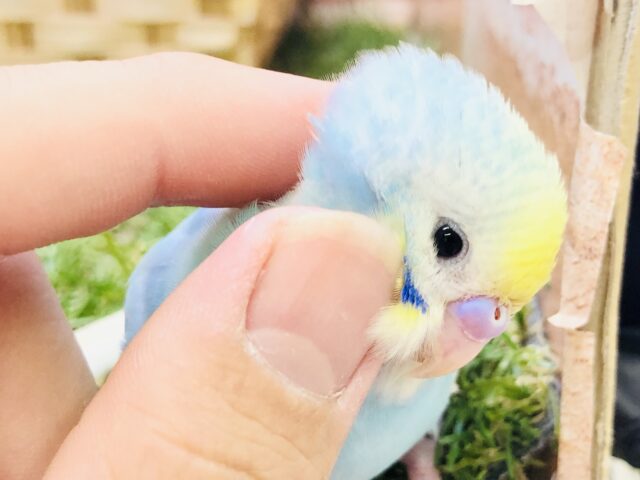 【最新画像更新☆☆】パステルにキラッと☆　セキセイインコ