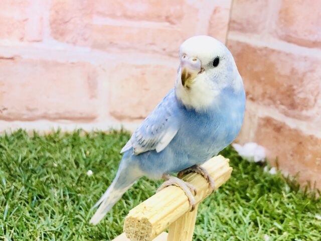 【最新画像更新☆☆】夏晴れカラーがやってきました♪♪　セキセイインコ