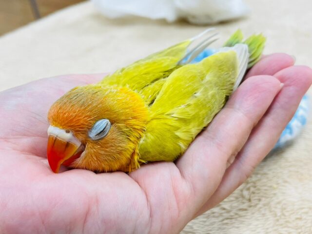 ヤマブキボタンインコ