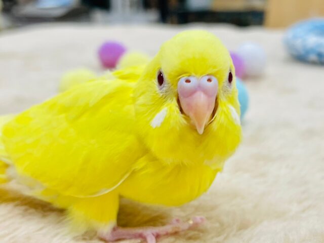 セキセイインコ