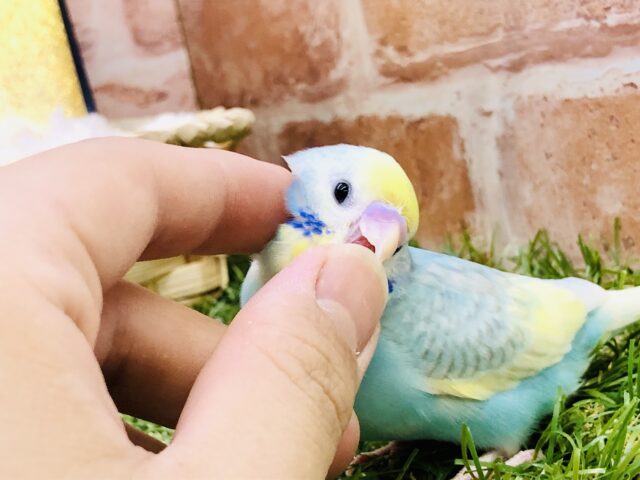 セキセイインコ