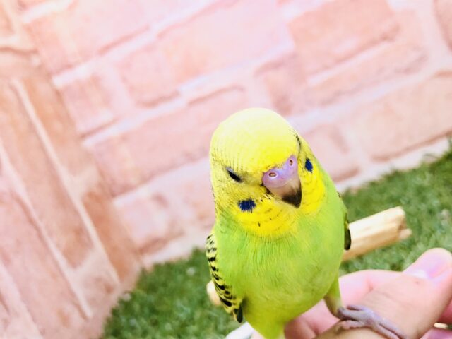 セキセイインコ