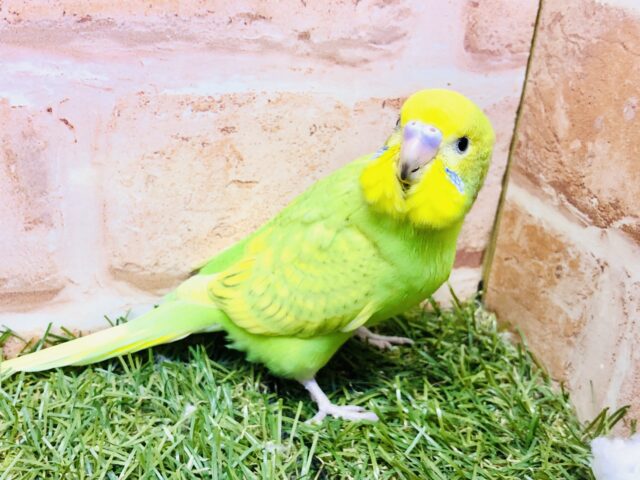 セキセイインコ