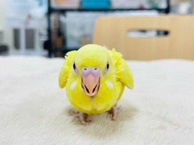 セキセイインコ