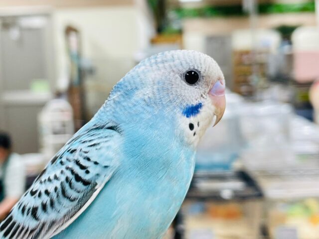 【最新画像更新🪄2回エサになりました⭐︎】にっこり笑顔が可愛い♡セキセイインコ（オパーリン）ヒナ