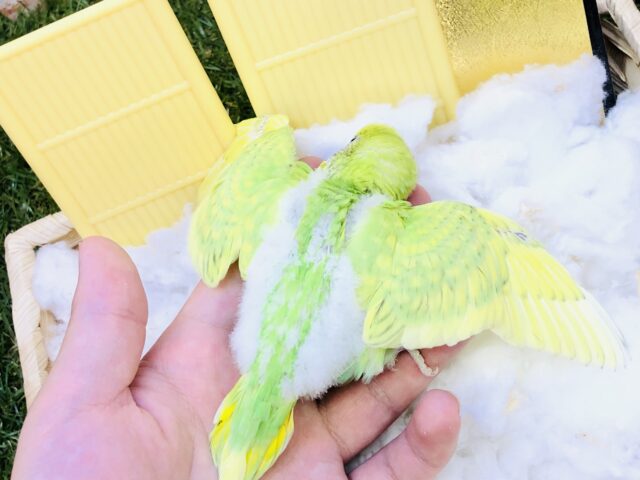 セキセイインコ