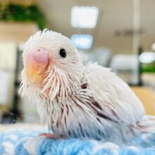 あざとい可愛さ💓セキセイインコ（ダブルファクター）ヒナ