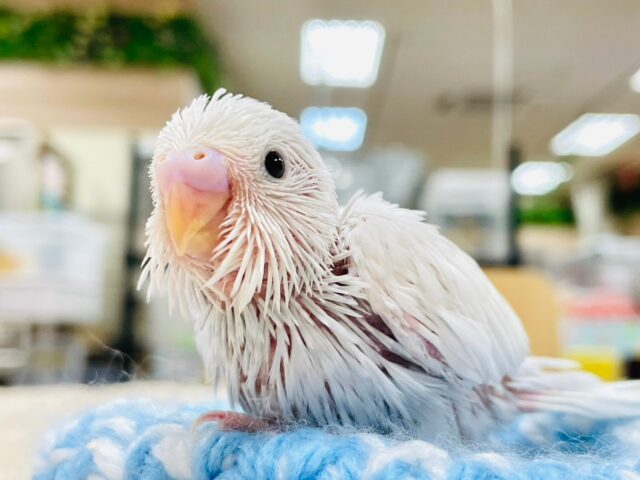 あざとい可愛さ💓セキセイインコ（ダブルファクター）ヒナ