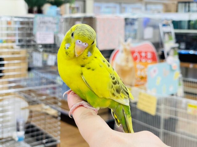 セキセイインコ