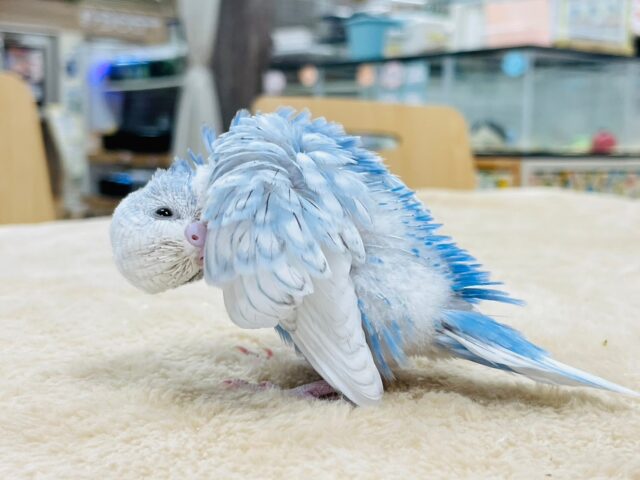 セキセイインコ