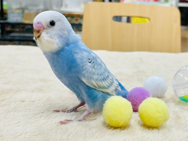 セキセイインコ