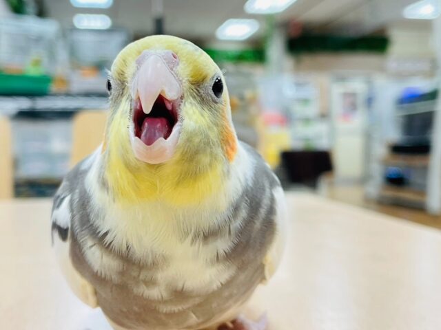 オカメインコ