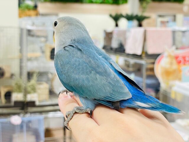 コザクラインコ（小桜インコ）