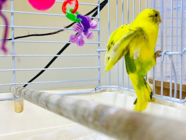 セキセイインコ