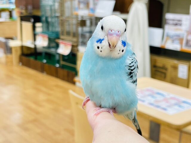 セキセイインコ