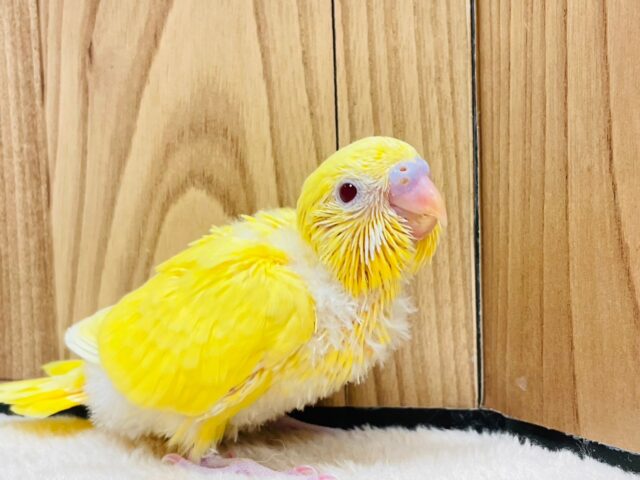 ひよこじゃないよ🐣セキセイインコ（ルチノー）小山