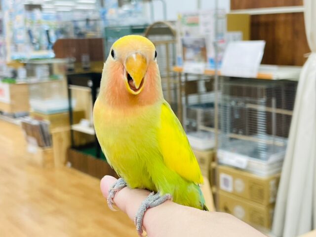 コザクラインコ（小桜インコ）