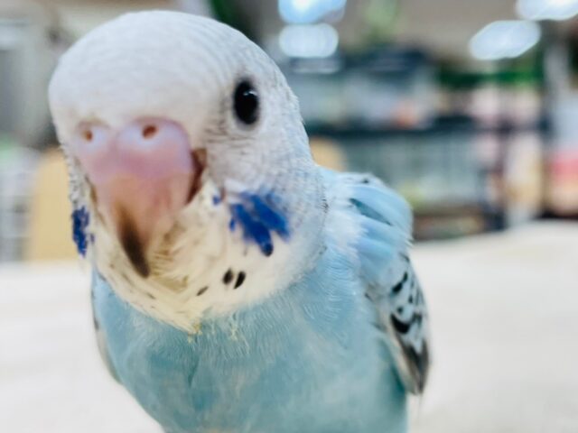 セキセイインコ