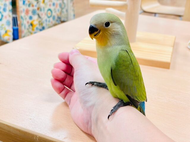 コザクラインコ（小桜インコ）