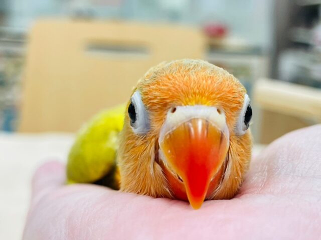 ヤマブキボタンインコ