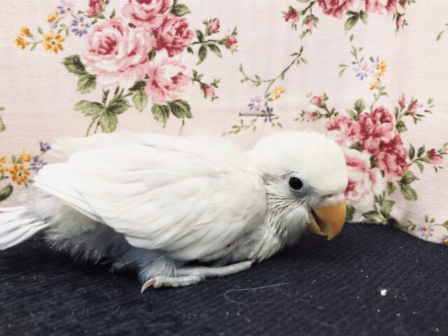 シロボタンインコ