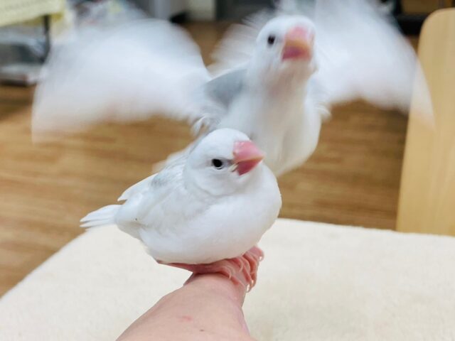 白文鳥