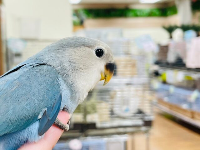 コザクラインコ（小桜インコ）