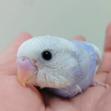 【最新画像更新】今の季節にぴったり！涼しげなカラー♡セキセイインコ（パイド）ヒナ