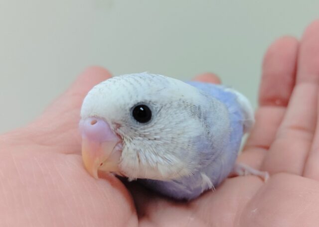 【最新画像更新】今の季節にぴったり！涼しげなカラー♡セキセイインコ（パイド）ヒナ