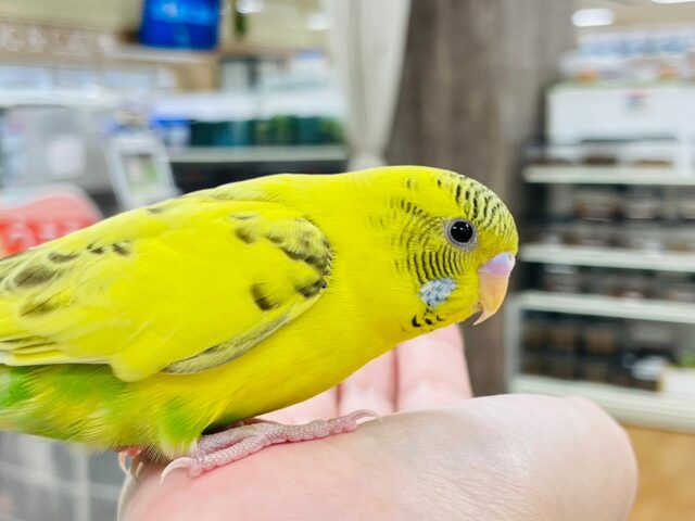 セキセイインコ