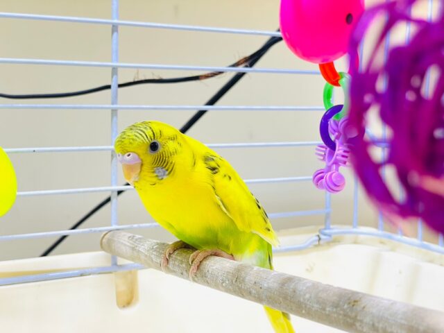 セキセイインコ