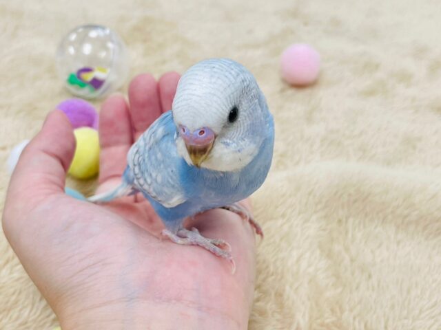 セキセイインコ