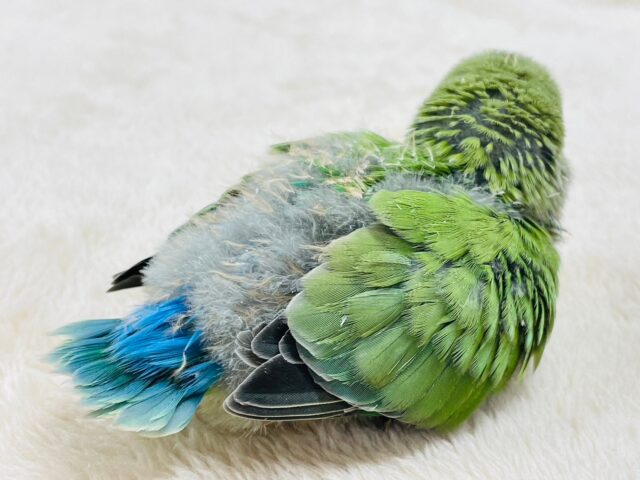 コザクラインコ（小桜インコ）