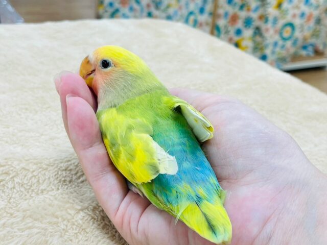 コザクラインコ（小桜インコ）