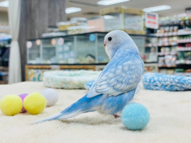 セキセイインコ