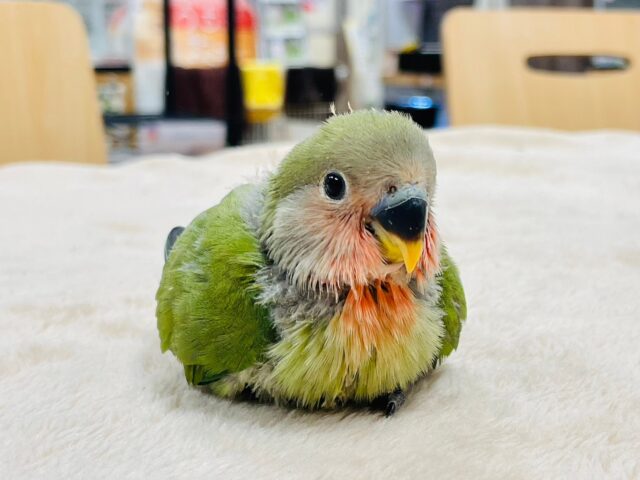 コザクラインコ（小桜インコ）