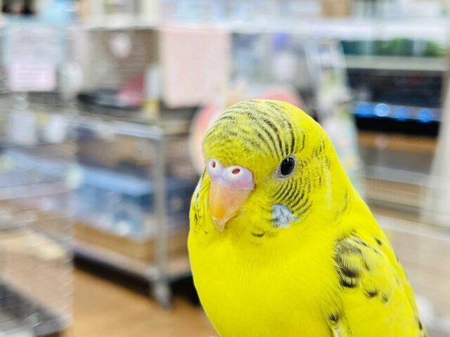 セキセイインコ